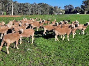 Performance Recorded Poll Dorset Flock Rams