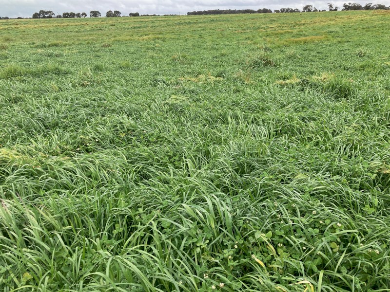 Round Bale Clover/Rye Silage