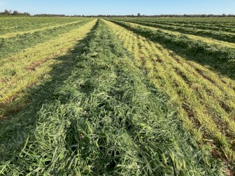 Round Bale Clover/Rye Silage