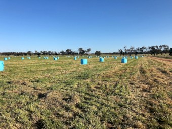Round Bale Clover/Rye Silage