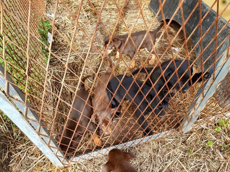 Kelpie Pups