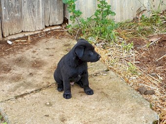 Kelpie Pups