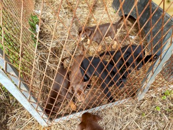 Kelpie Pups