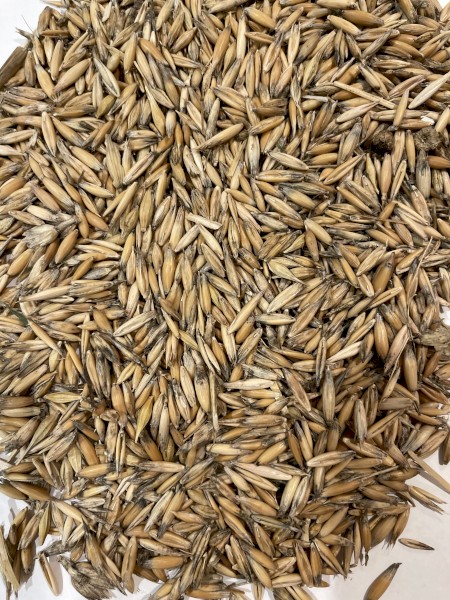 Oats - Yarran - 2020 Harvested 
