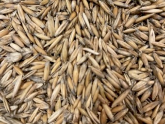 Oats - Yarran - 2020 Harvested 