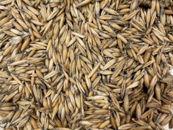 Oats - Yarran - 2020 Harvested 