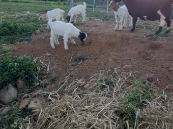 Boer Cross Goats