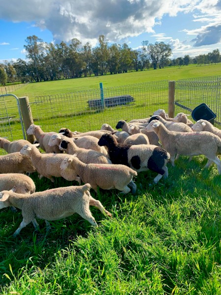 Dorper Lamb Ewes 