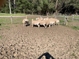 Wiltipol / Nudie MA Ewes