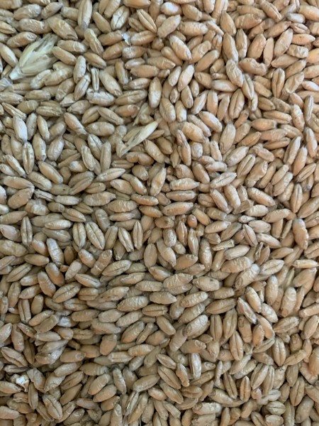 Triticale