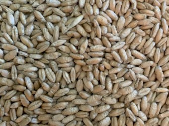 Triticale
