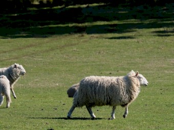 2020 drop Cheviot Ewes with some lambs at foot