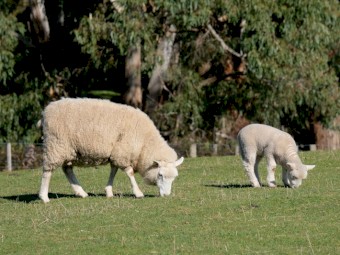Cheviot flock. Ewes with Lambs at foot - w/ Cheviot Ram