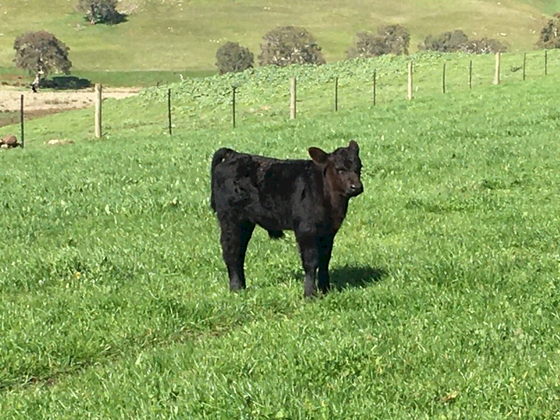 5 EU accredited Angus cows with calves