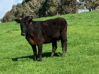 5 EU accredited Angus cows with calves