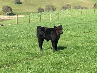 5 EU accredited Angus cows with calves