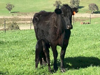 5 EU accredited Angus cows with calves