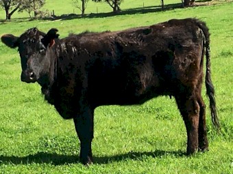 5 EU accredited Angus cows with calves