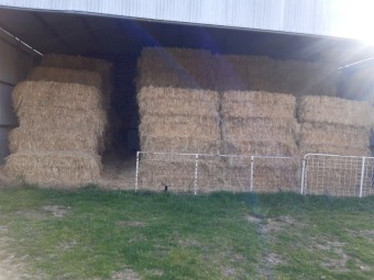 Oaten Hay 7 x 3 x 3 Bales