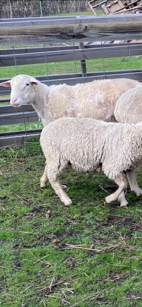 Dorper Ram 