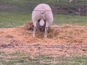 Dorper Ram 