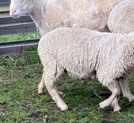 Dorper Ram 