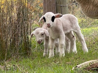 Dorper Ram 