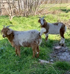 Boer Goats (2 Bucks)