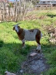Boer Goats (2 Bucks)
