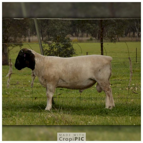 Dorper ram