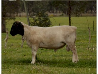 Dorper ram