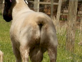 Dorper ram