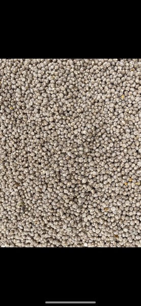 Lupins 