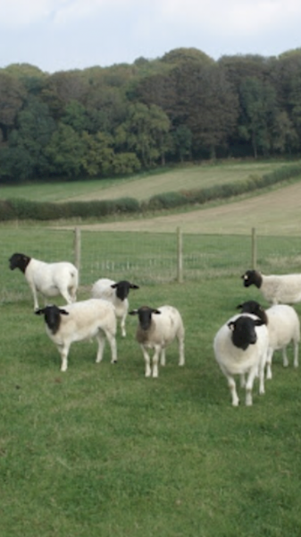 Black Dorper Sheep