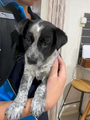Blue Heeler X Kelpie Pups