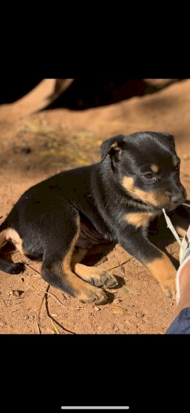 Kelpie pup