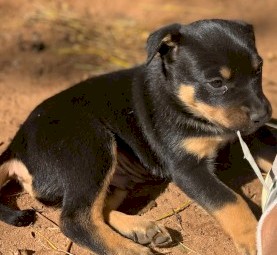 Kelpie pup