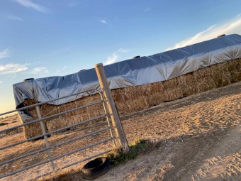 sorghum fresh 2021 (Negotiate) 
