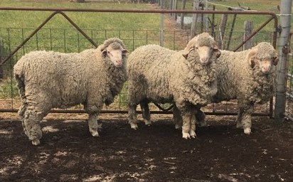 Merino Rams AI Bred 17  to 19 micron