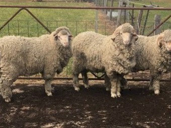 Merino Rams AI Bred 17  to 19 micron