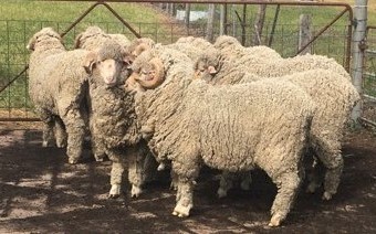 Merino Rams AI Bred 17  to 19 micron