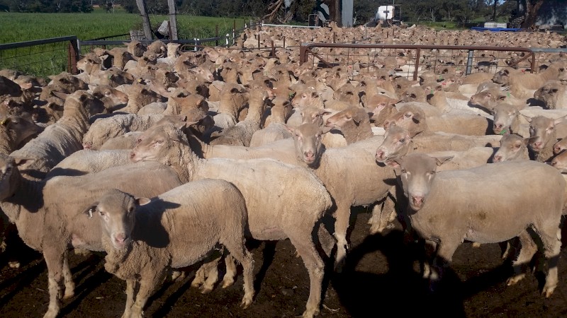 Merino Ewes 