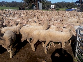 Merino Ewes 