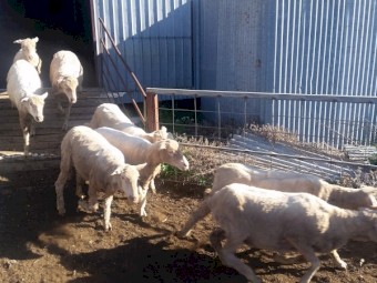 Merino Ewes 