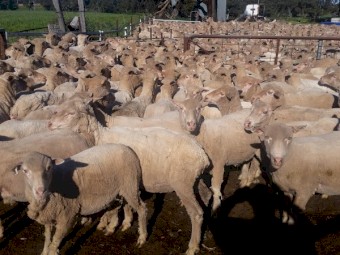 Merino Ewes 