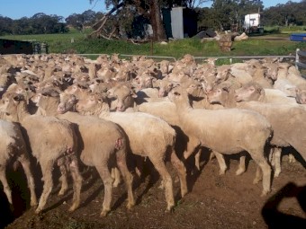 Merino Ewes 