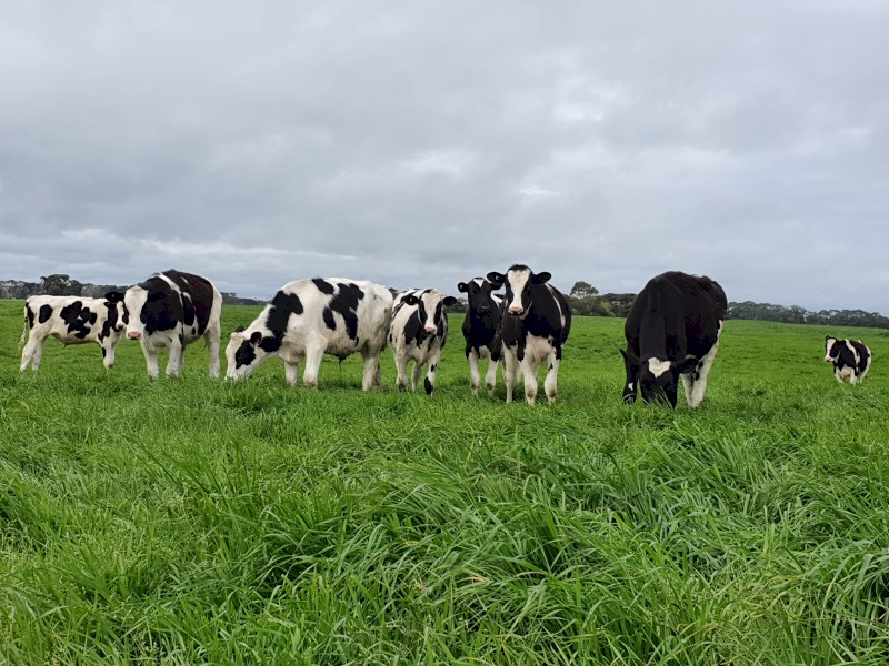 Steers for sale