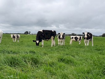Steers for sale