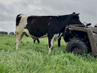 Steers for sale