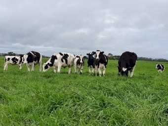 Steers for sale